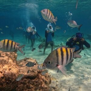 Sea Trek – tengerfenék séta